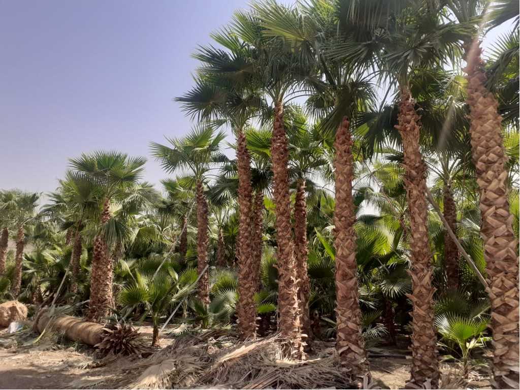 مقاول توريد وزراعة النخيل الزينه والمثمر