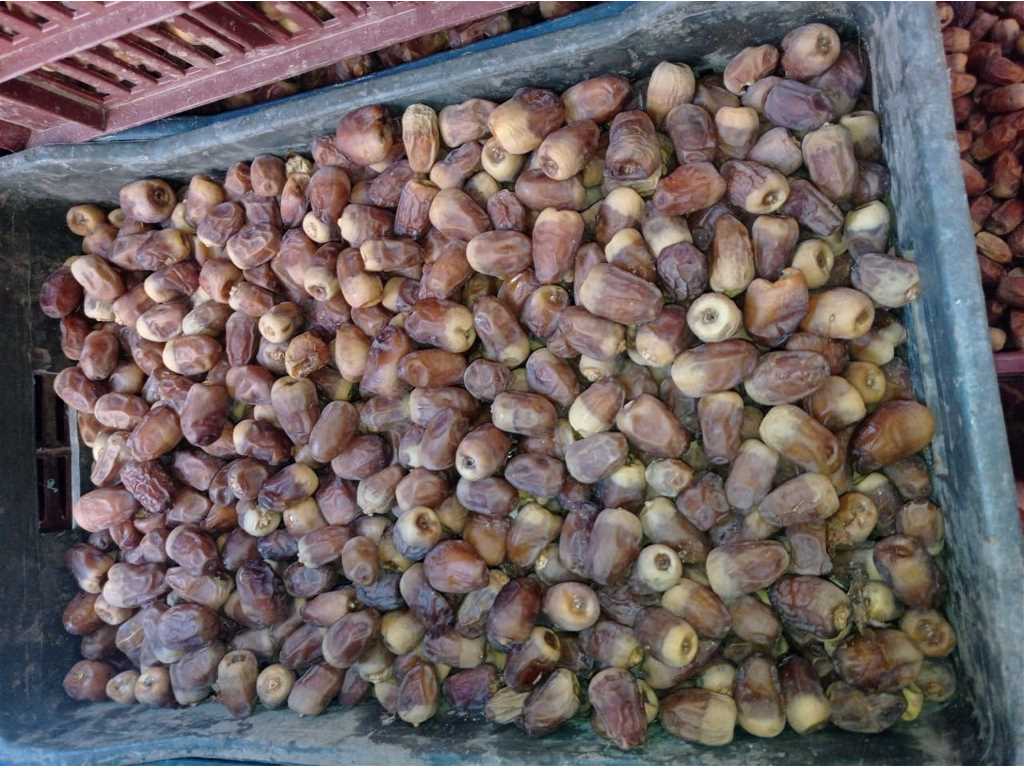 تمور مصرية فاخرة